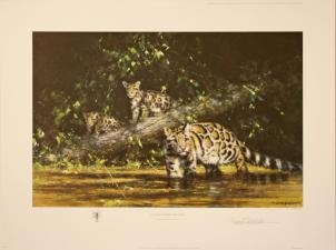 'Clouded Leopard & Cubs' 1993 2